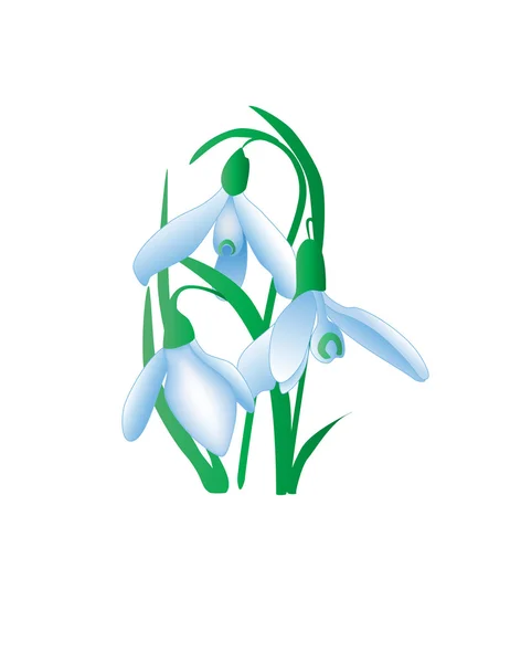 Snowdrop — Stock Vector