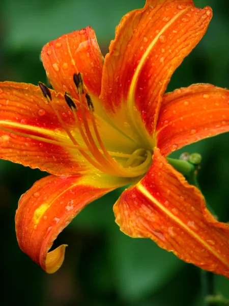 Orange blomma med regn droppar. — Stockfoto