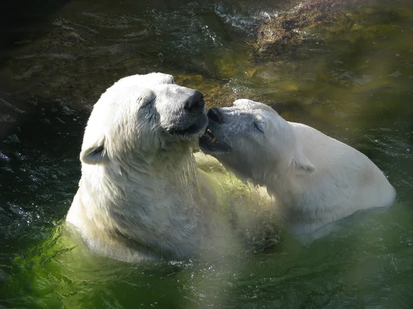 クマ tendernesses. ロイヤリティフリーのストック写真