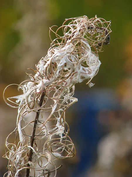 stock image Autumn branch.