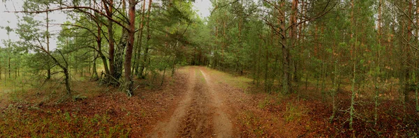 Route en bois . — Photo