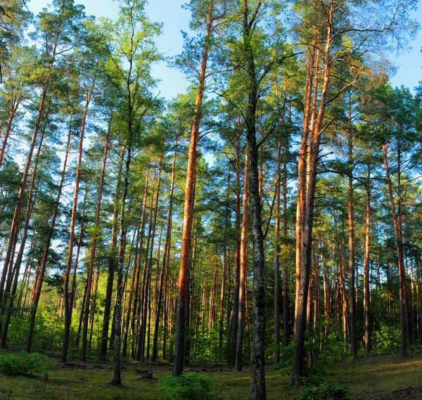 Sosnowym lasem. — Zdjęcie stockowe