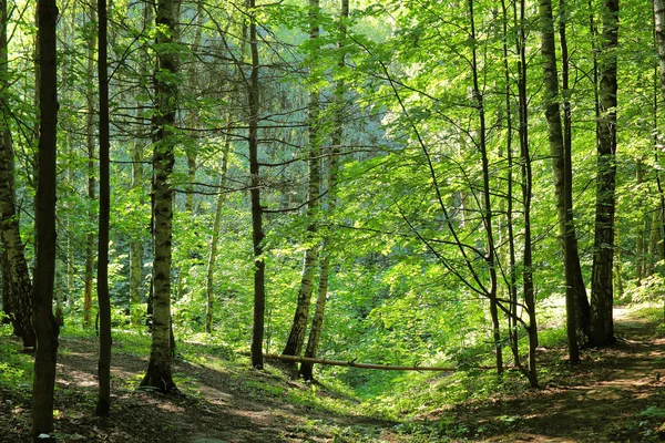 Весенний лес . — стоковое фото