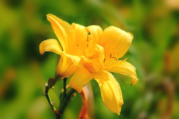 Lily amarela . — Fotografia de Stock