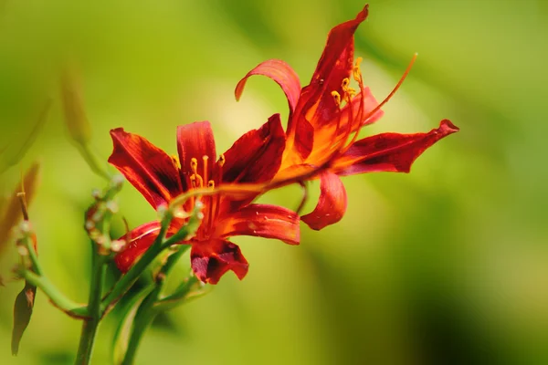 Lily vermelha . — Fotografia de Stock