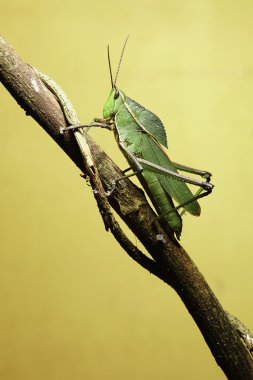 Grasshoper on twig clipart