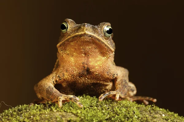Toad on moss — Stock Photo, Image