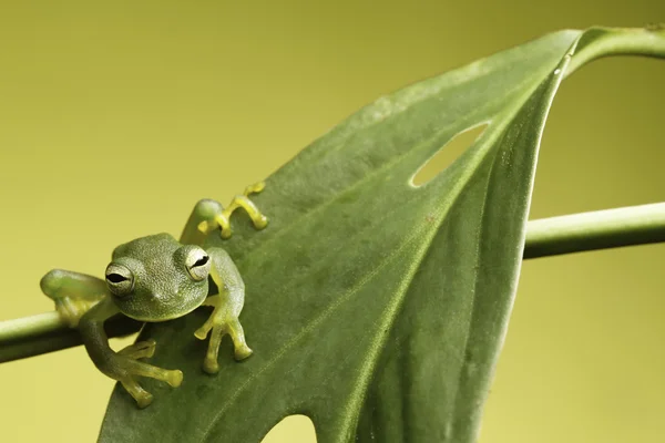 stock image Glass frog