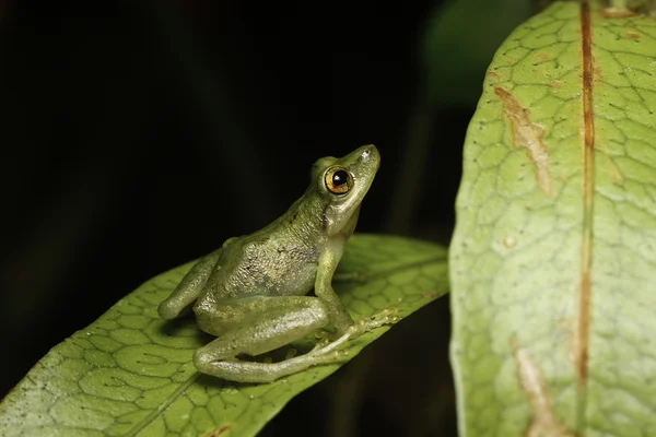 Tree frog looking up — Stock Photo, Image