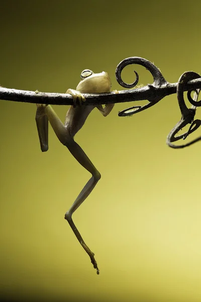 떨어지는 개구리 — 스톡 사진