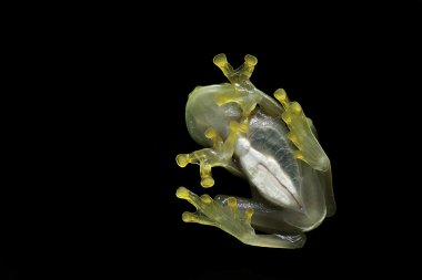 Glass frog clipart