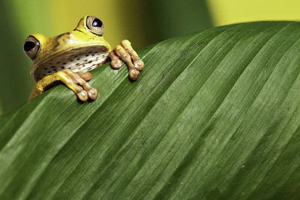 Tree frog op blad — Stockfoto