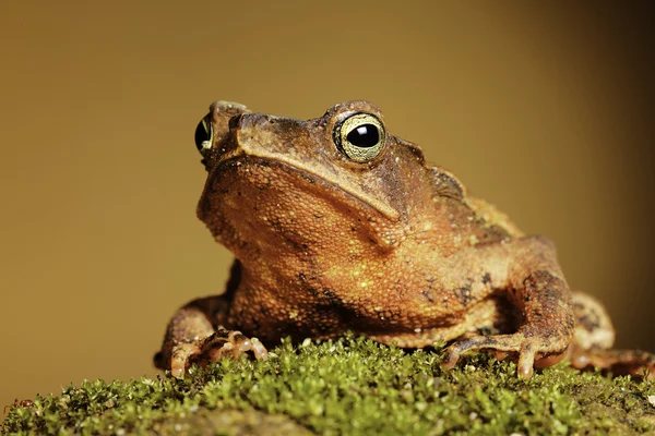 Crested toad — Stockfoto
