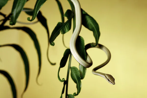 Tree snake on fern — Stock Photo, Image