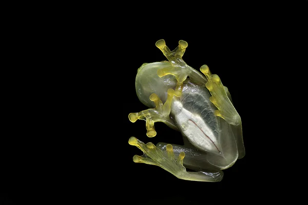 유리 개구리 — 스톡 사진