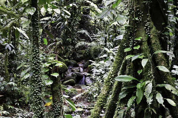Bosque lluvioso —  Fotos de Stock