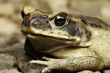 Cane toad clipart