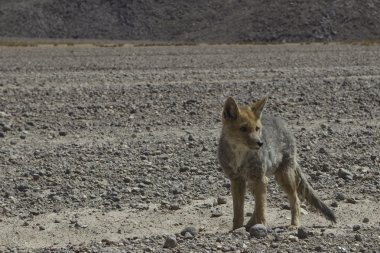 Altiplano tilki