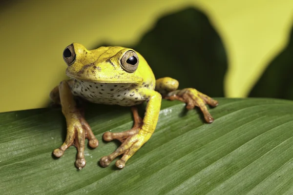 Tree frog on leaf — Stock Photo, Image