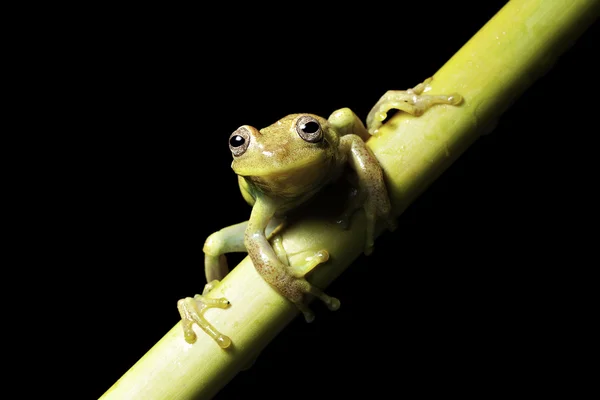 Drzewa żaba — Zdjęcie stockowe