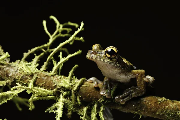 stock image Tree frog between moss