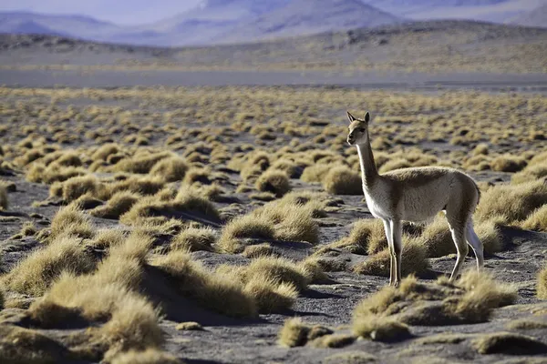 stock image Vicuna