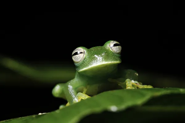 stock image Tree frog