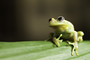 Rainforest frog amphibian clipart