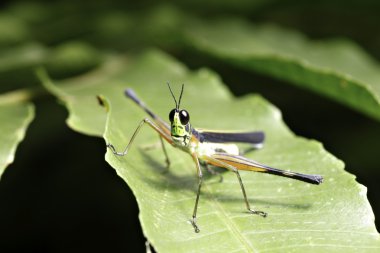 grashopper böcek tropikal orman