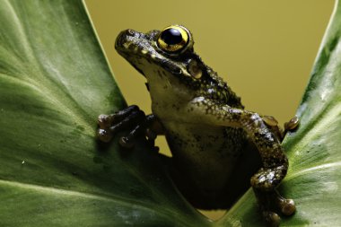 Tree frog on leaf amphibian in amazon forest clipart