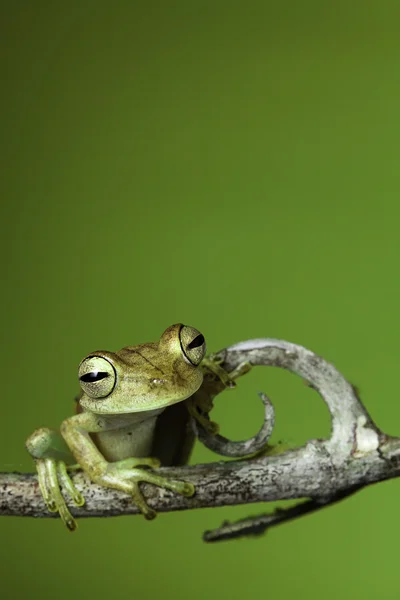 Rainforest kurbağa amfibi — Stok fotoğraf