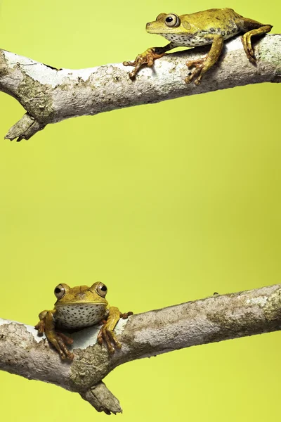 stock image Rainforest frog amphibian