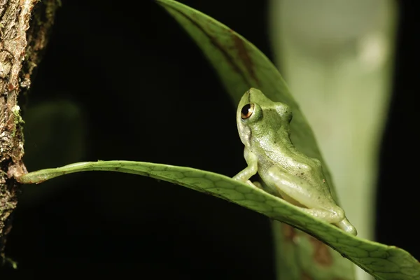 Green tree frog looking up from jungle leaf — Stock Photo, Image