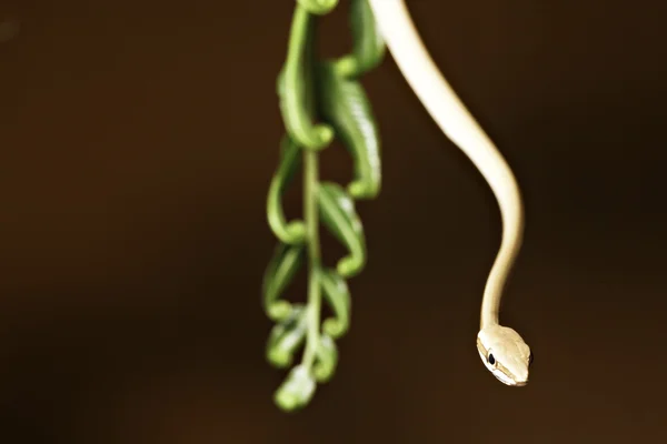 Cobra das árvores — Fotografia de Stock
