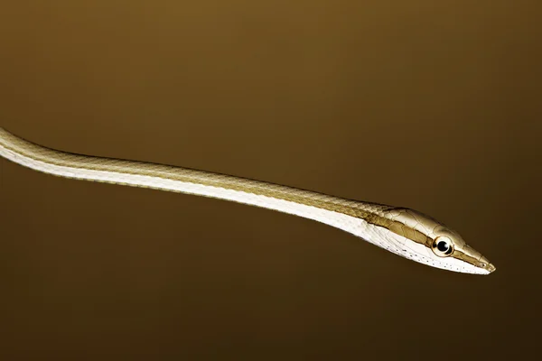 Ağaç yılan — Stok fotoğraf