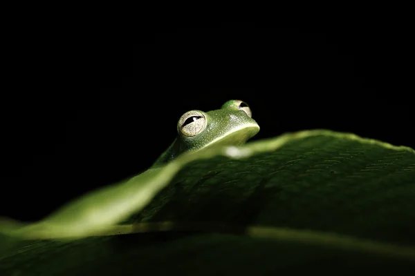 Green tree frog hiding behind leaf in amazon rai — Stock Photo, Image