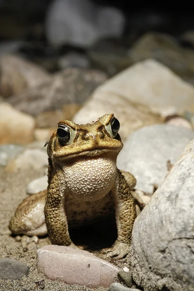 열 대 개구리 모기에 물린 — 스톡 사진