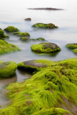 Boulders covered with green seaweed bading in misty sea clipart