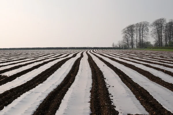 stock image Stripey field 2