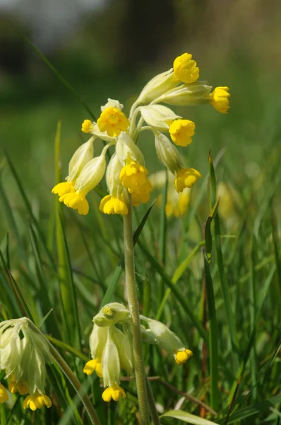 stock image Cowslip