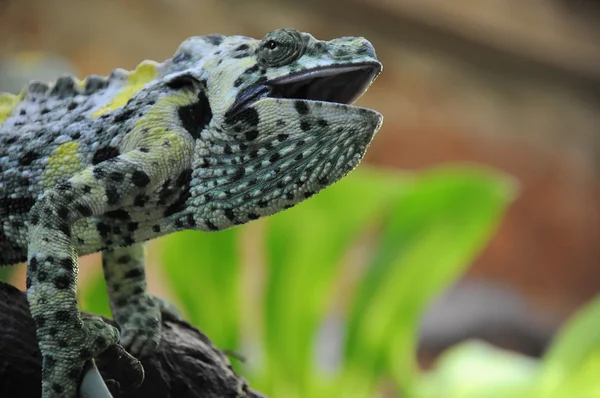 Chameleon jemenský — Stock fotografie