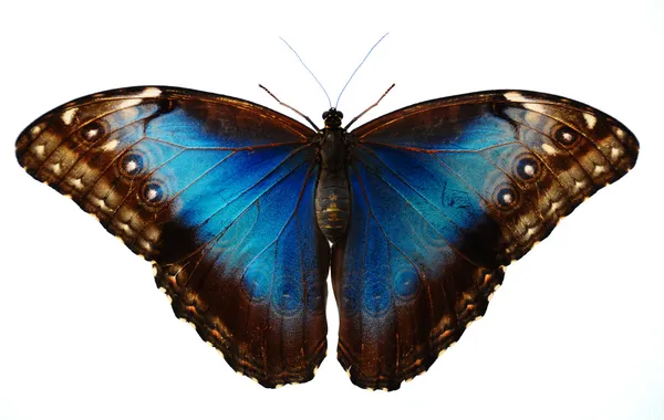 Mavi Kelebek — Stok fotoğraf