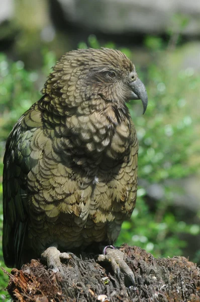 Gröna kea papegoja — Stockfoto