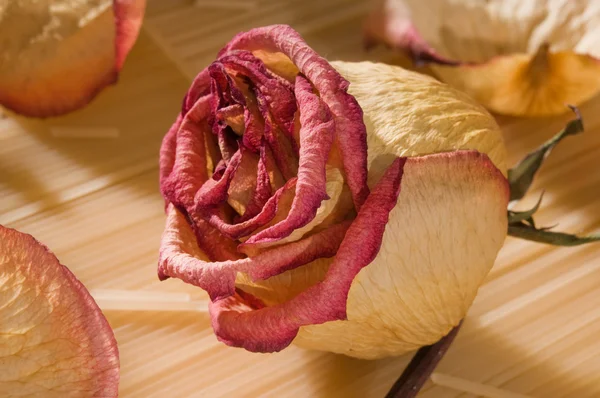 Gedroogde rose bud — Stockfoto