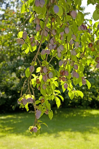 Branch of plum-tree. — Stock Photo, Image