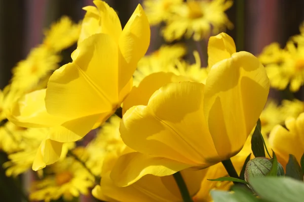 Желтые тюльпаны. — стоковое фото