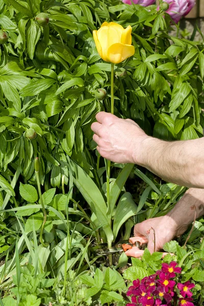 Beschneiden einer gelben Tulpe. — Stockfoto