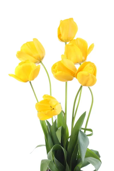 Yellow tulips. — Stock Photo, Image