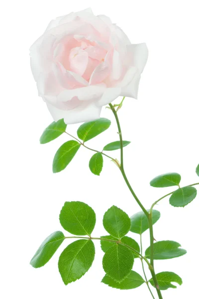 Rose op wit. — Stockfoto