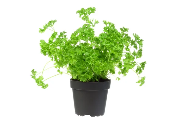 Flowerpot with parsley. — Stock Photo, Image